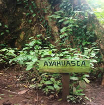 Buy ayahuasca ingredients